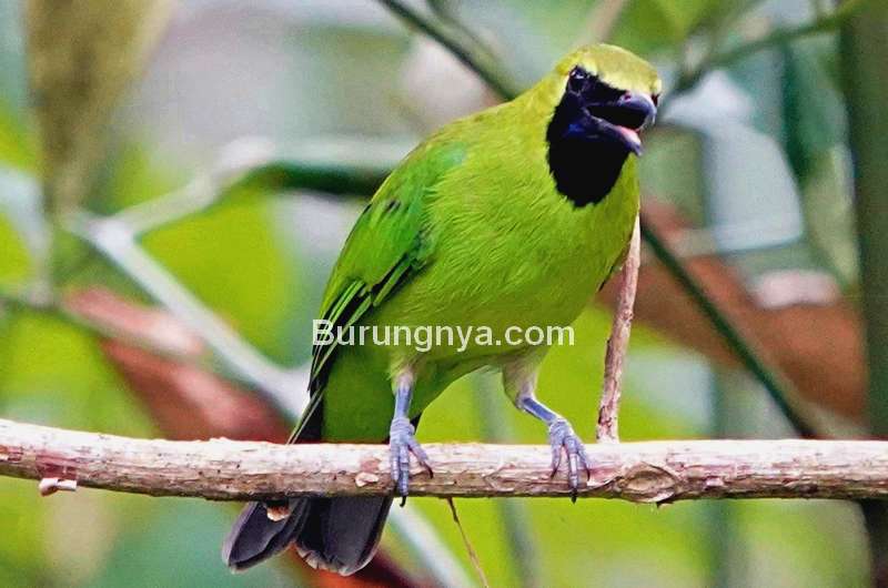 Detail Foto Burung Cucak Ijo Nomer 16