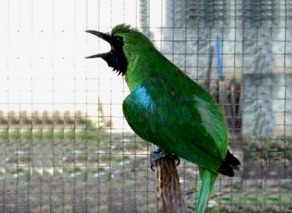 Detail Foto Burung Cucak Ijo Nomer 17