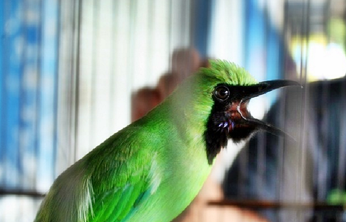 Detail Foto Burung Cucak Ijo Nomer 18