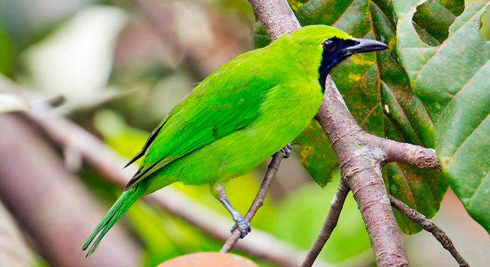 Detail Foto Burung Cucak Ijo Nomer 25