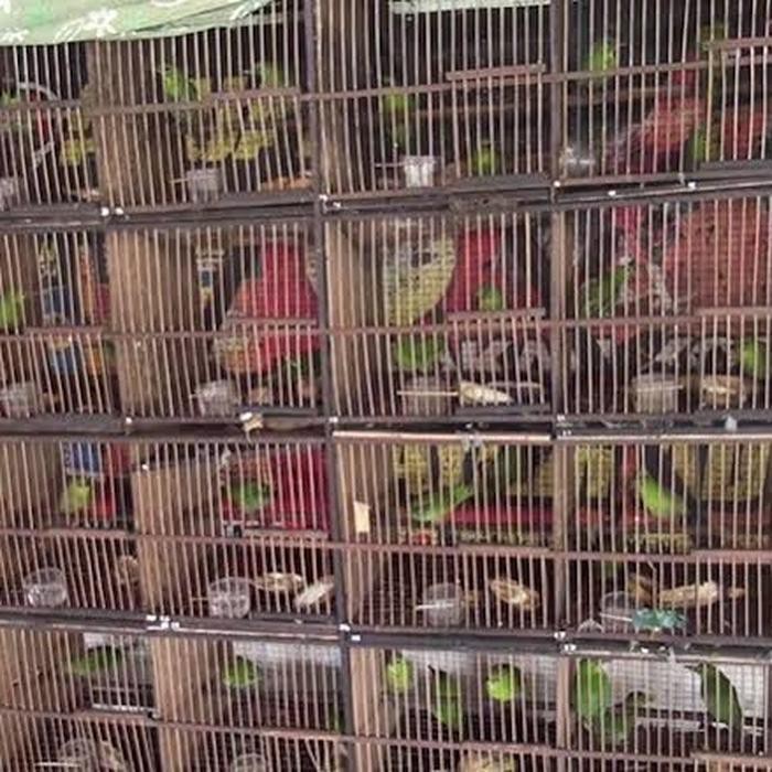 Detail Foto Burung Cucak Ijo Nomer 29