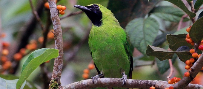 Detail Foto Burung Cucak Ijo Nomer 30