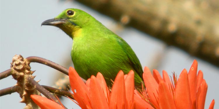 Detail Foto Burung Cucak Ijo Nomer 37