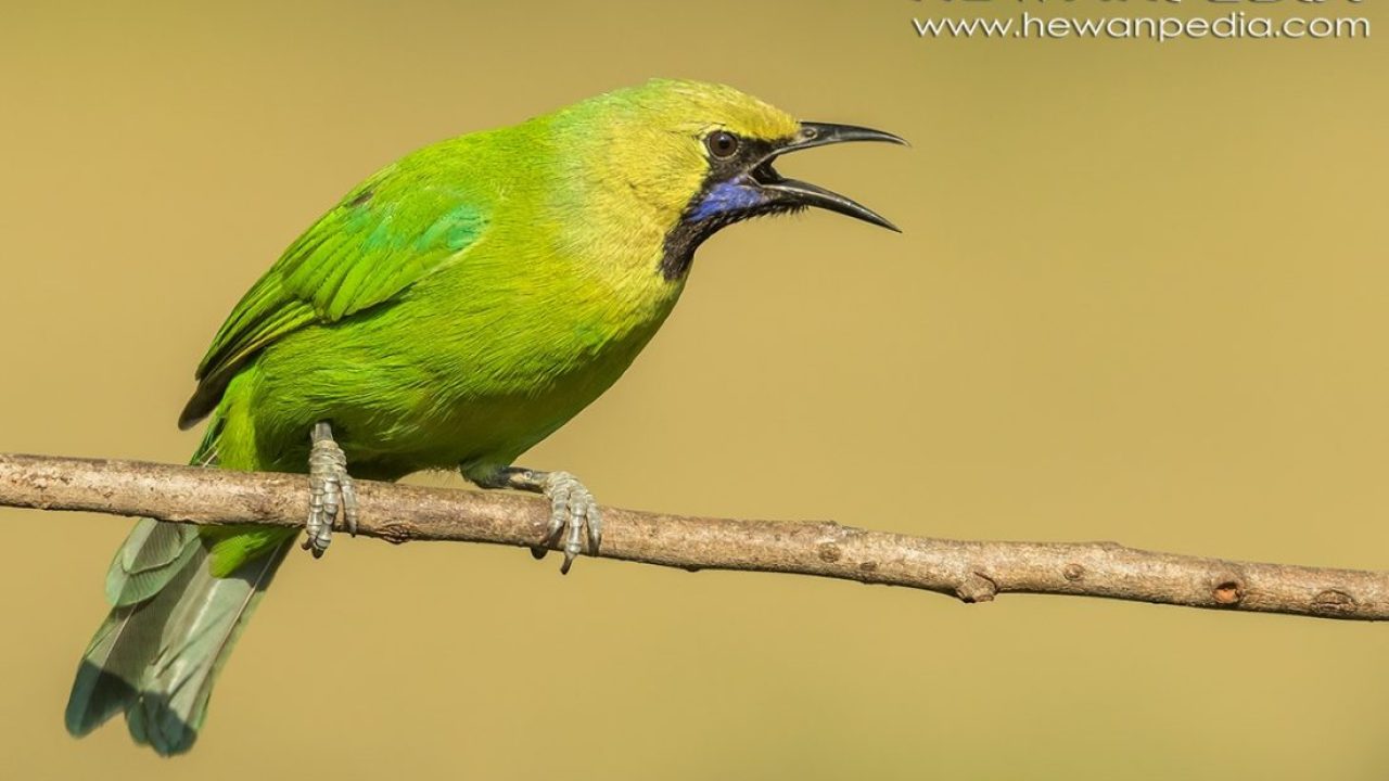 Detail Foto Burung Cucak Ijo Nomer 38