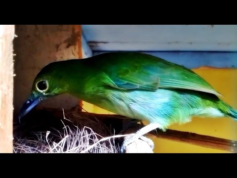 Detail Foto Burung Cucak Ijo Nomer 43