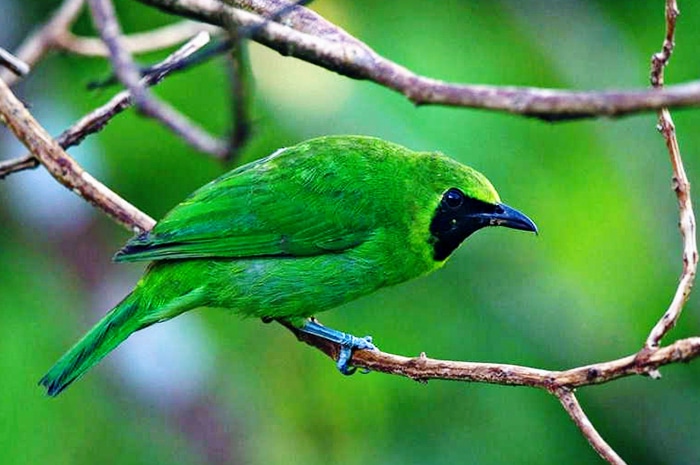 Detail Foto Burung Cucak Ijo Nomer 47