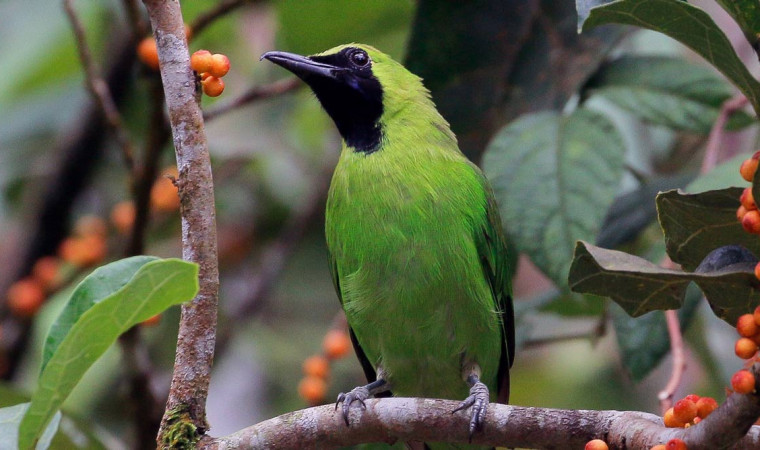 Detail Foto Burung Cucak Ijo Nomer 48