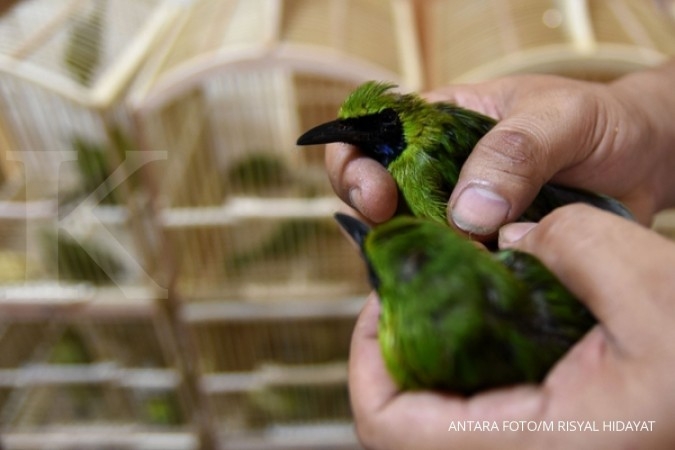 Detail Foto Burung Cucak Ijo Nomer 49