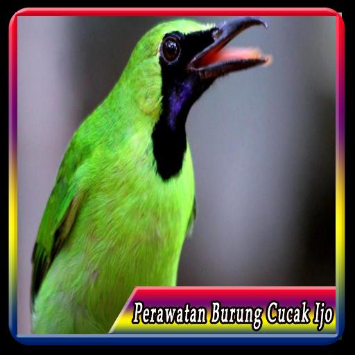 Detail Foto Burung Cucak Ijo Nomer 52