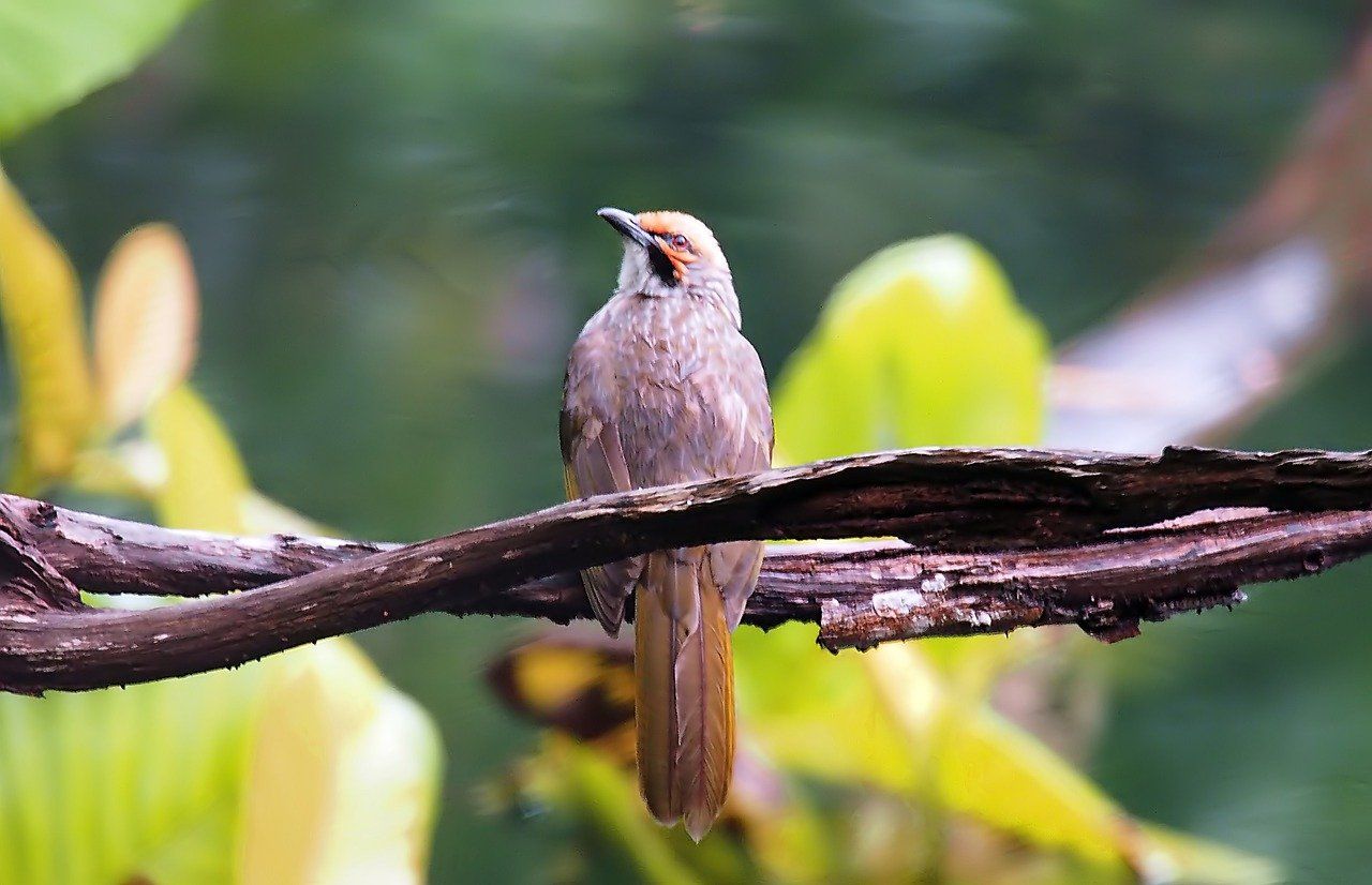 Detail Foto Burung Cucak Rowo Nomer 20