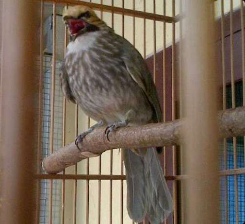 Detail Foto Burung Cucak Rowo Nomer 26