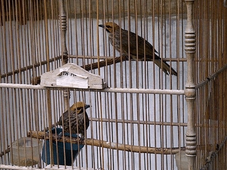 Detail Foto Burung Cucak Rowo Nomer 35