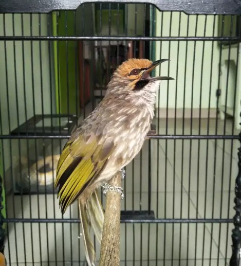 Detail Foto Burung Cucak Rowo Nomer 48