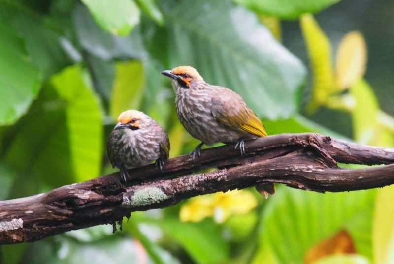 Detail Foto Burung Cucak Rowo Nomer 51