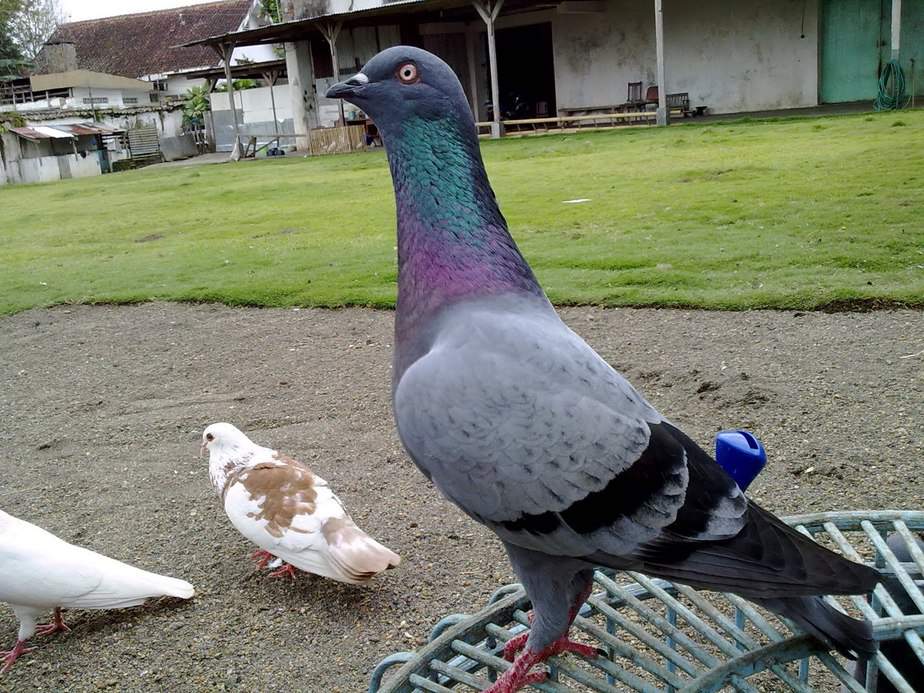 Detail Foto Burung Dara Nomer 55