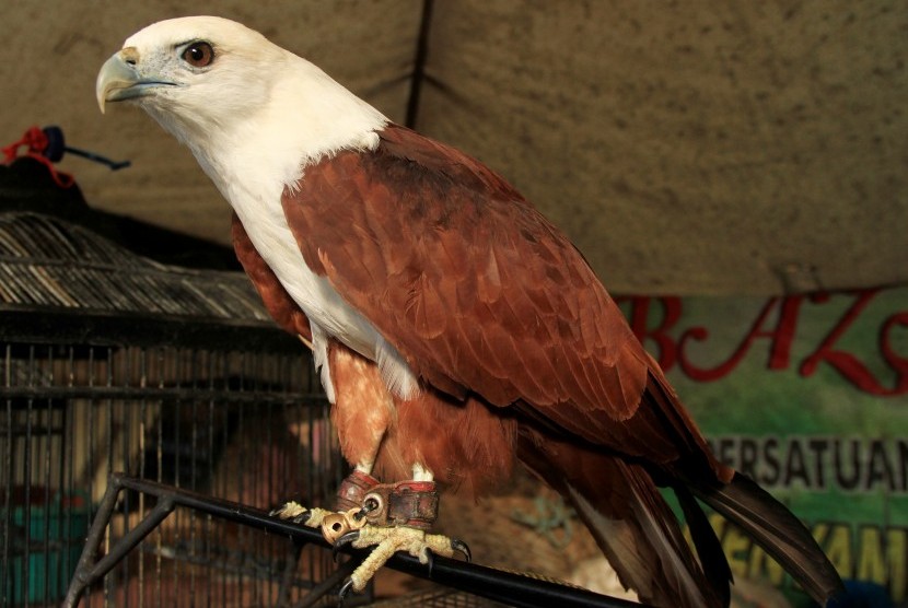 Detail Foto Burung Elang Nomer 41