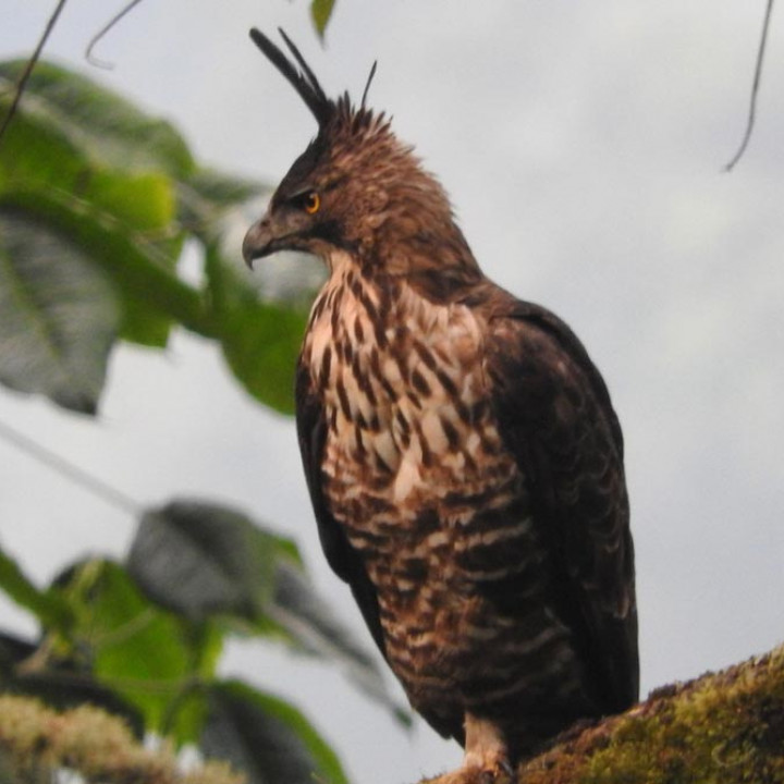 Detail Foto Burung Elang Nomer 52