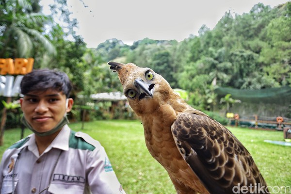 Detail Foto Burung Garuda Nomer 27