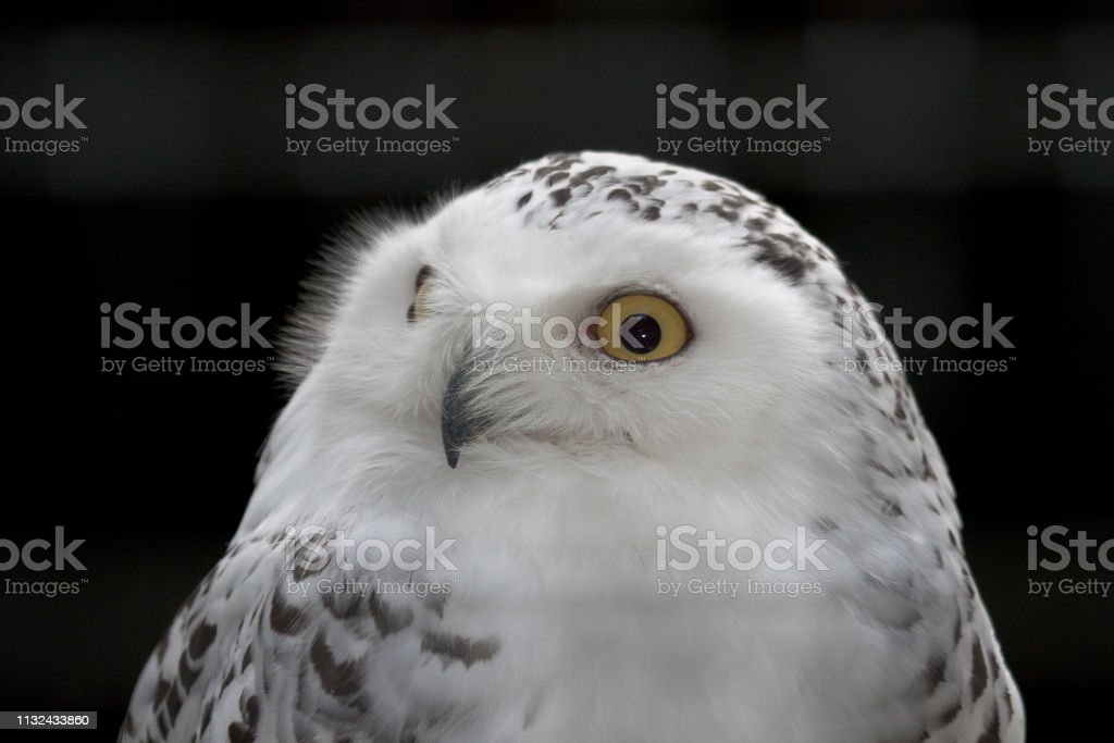 Detail Foto Burung Hantu Putih Nomer 25