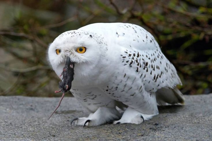 Detail Foto Burung Hantu Putih Nomer 27