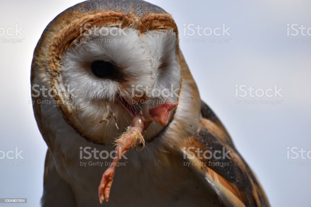 Detail Foto Burung Hantu Putih Nomer 43