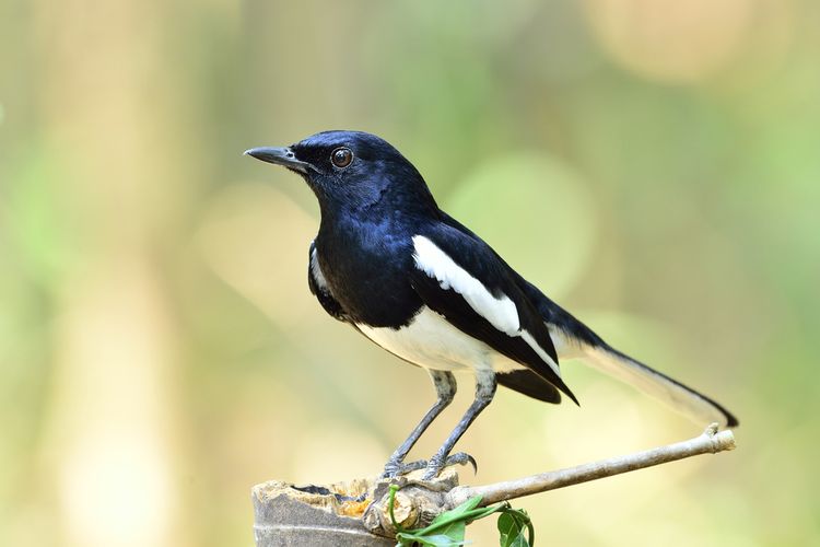 Foto Burung Kacer - KibrisPDR