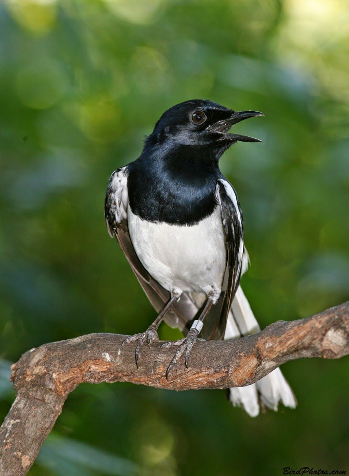 Detail Foto Burung Kacer Nomer 11