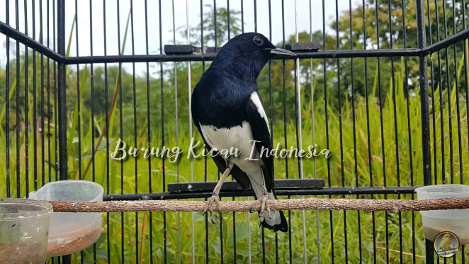 Detail Foto Burung Kacer Nomer 3