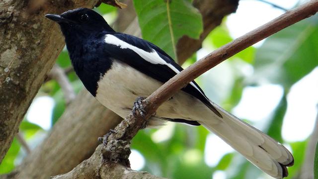 Detail Foto Burung Kacer Nomer 20