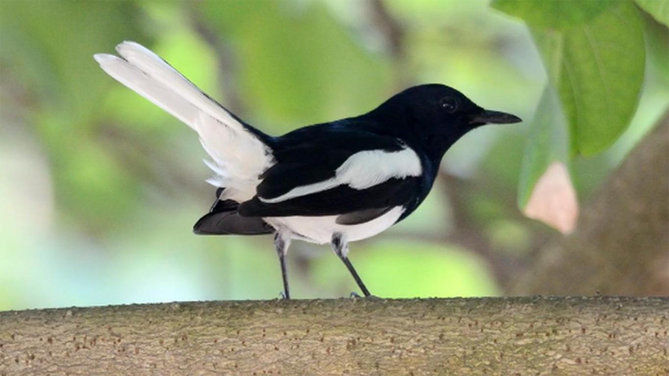 Detail Foto Burung Kacer Nomer 26