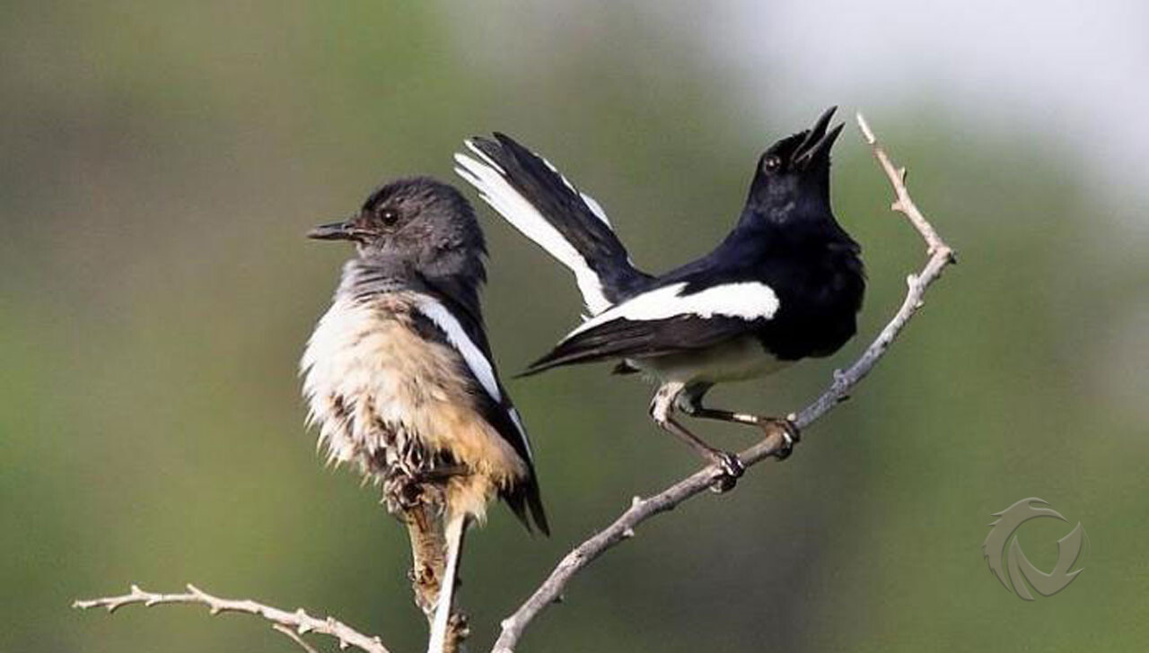 Detail Foto Burung Kacer Nomer 35