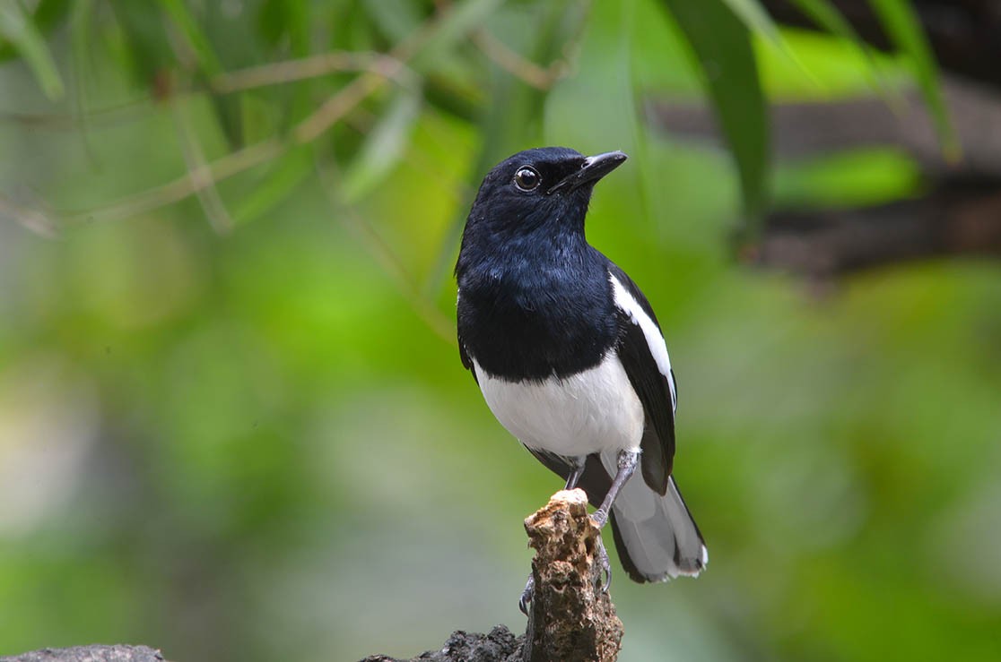 Detail Foto Burung Kacer Nomer 5