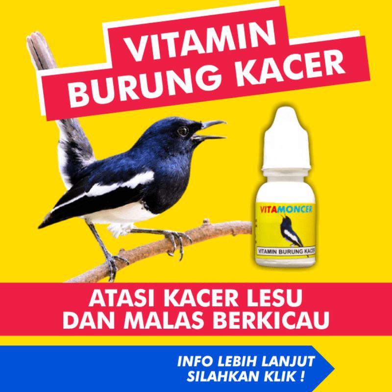 Detail Foto Burung Kacer Nomer 36