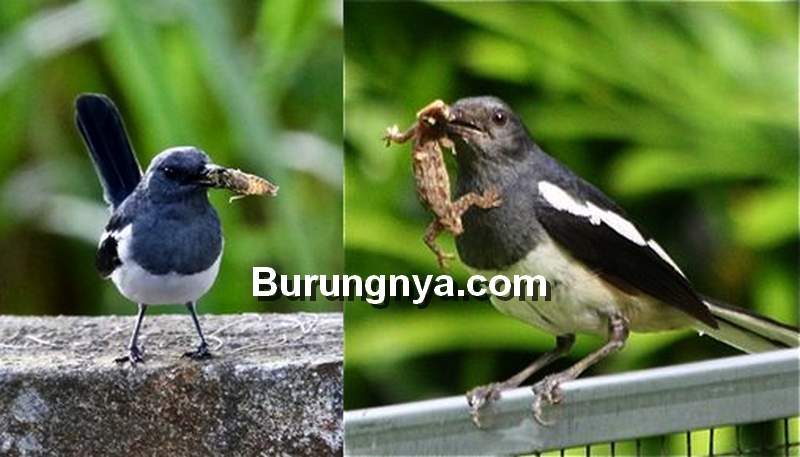 Detail Foto Burung Kacer Nomer 43