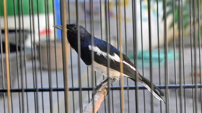 Detail Foto Burung Kacer Nomer 46