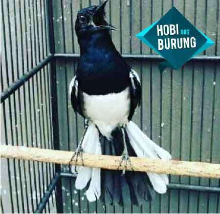 Detail Foto Burung Kacer Nomer 9