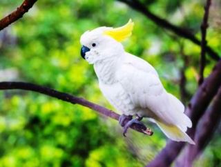 Detail Foto Burung Kakak Tua Nomer 14