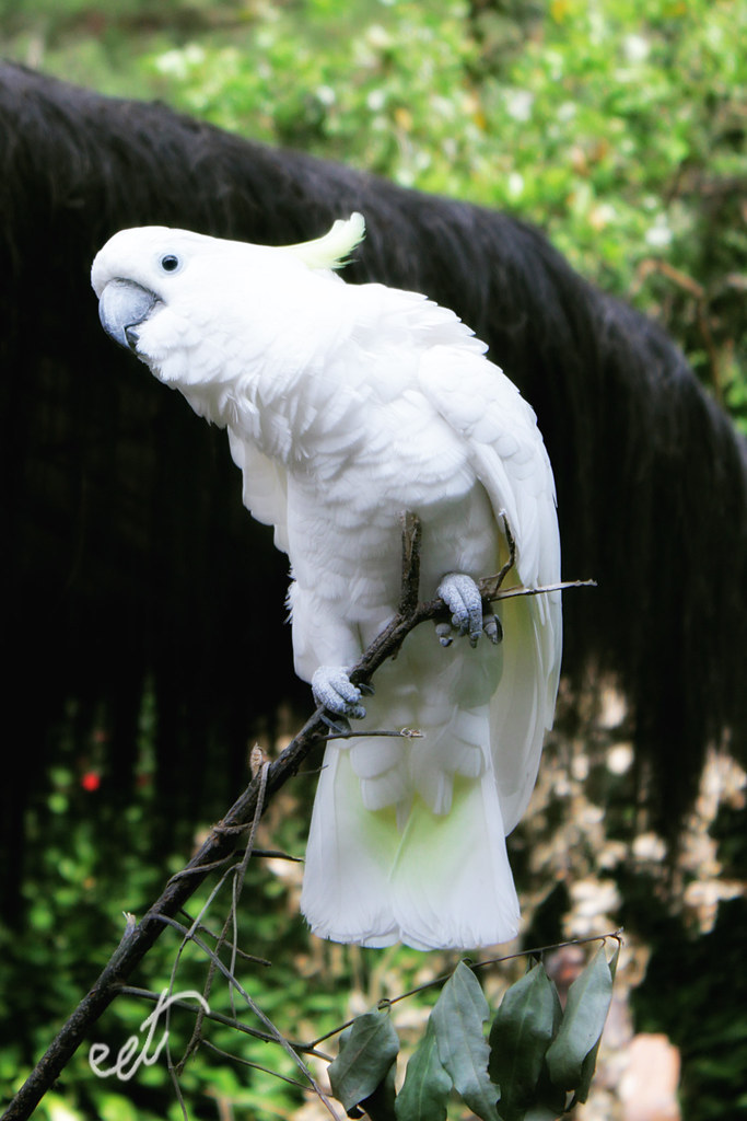 Detail Foto Burung Kakak Tua Nomer 22