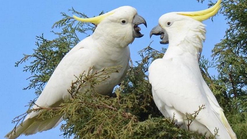 Detail Foto Burung Kakak Tua Nomer 5