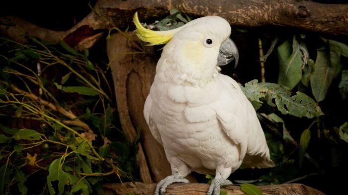 Detail Foto Burung Kakak Tua Nomer 7