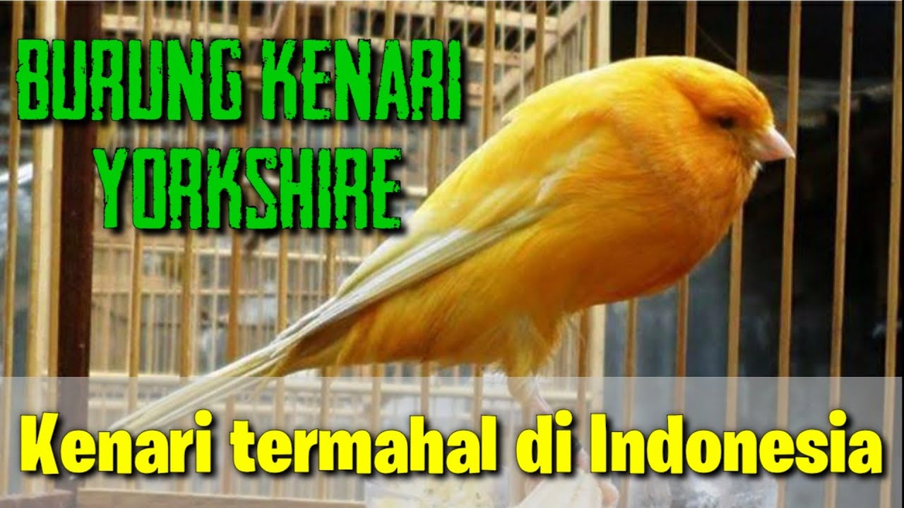 Detail Foto Burung Kenari Yokser Nomer 13