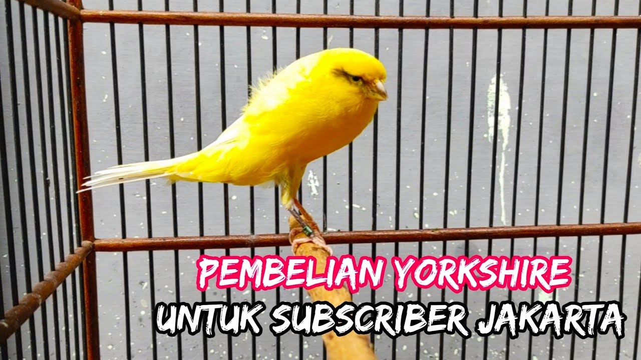 Detail Foto Burung Kenari Yokser Nomer 25