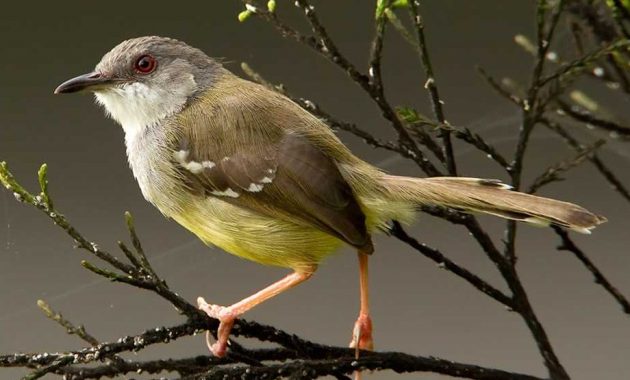 Detail Foto Burung Kicau Nomer 15