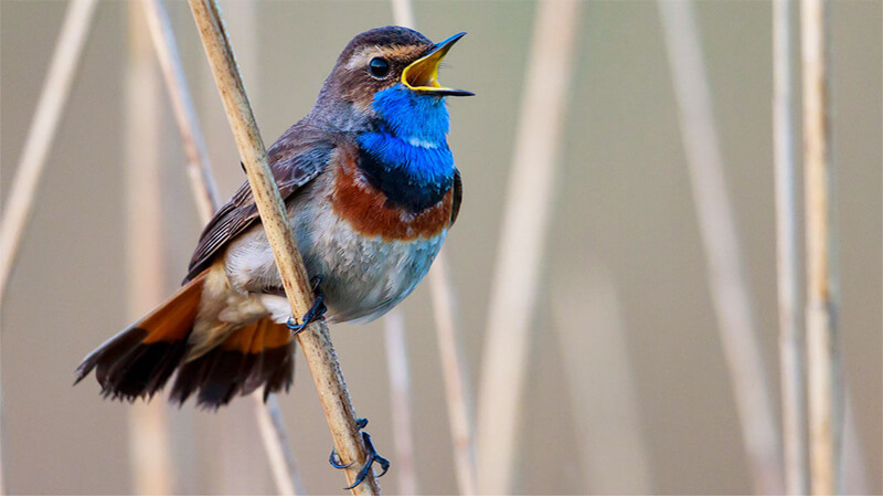 Detail Foto Burung Kicau Nomer 3