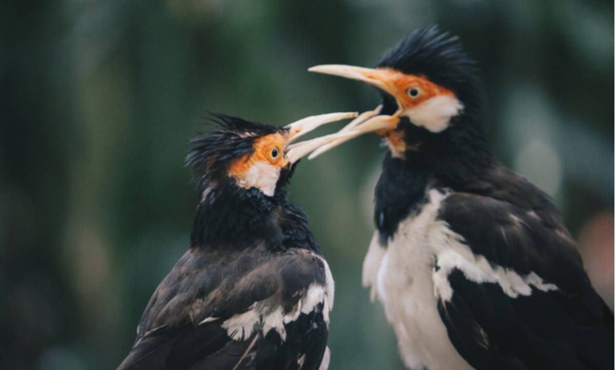 Detail Foto Burung Kicau Nomer 37