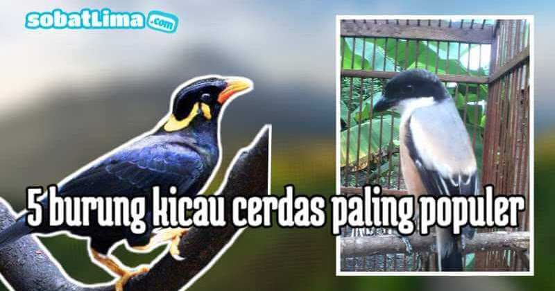 Detail Foto Burung Kicau Nomer 42