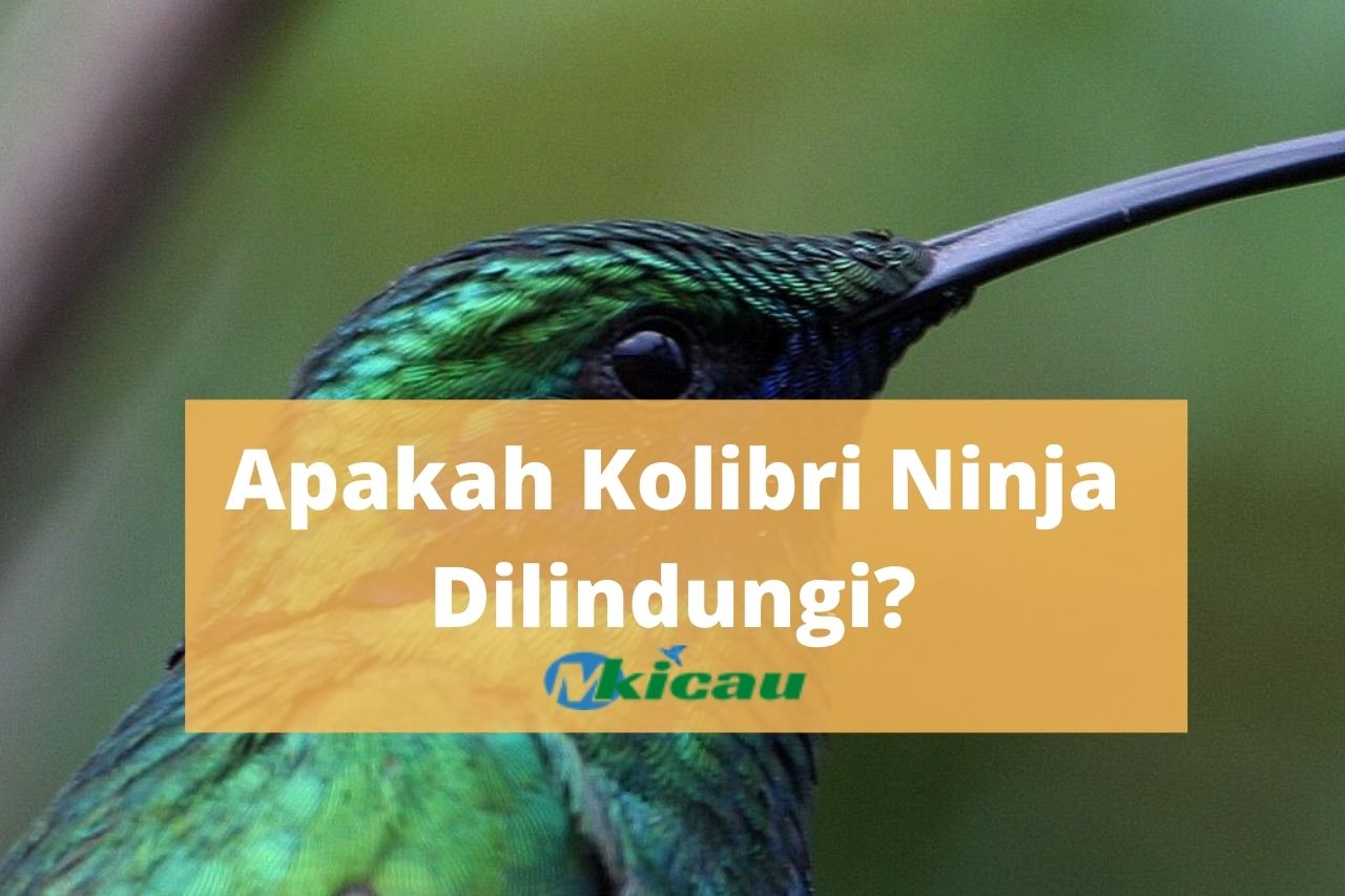 Detail Foto Burung Kolibri Nomer 37