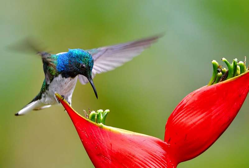 Detail Foto Burung Kolibri Nomer 41