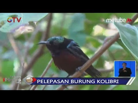 Detail Foto Burung Kolibri Nomer 46