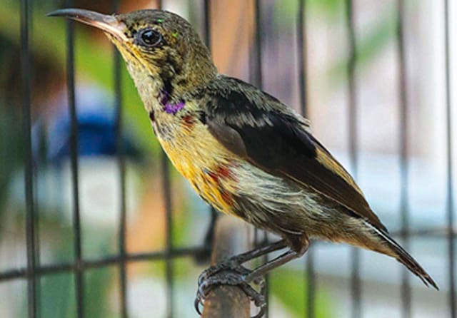 Foto Burung Kolibri Ninja - KibrisPDR